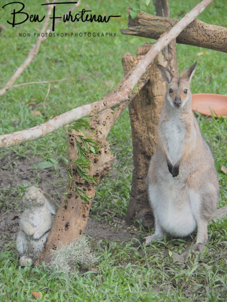 Valla, Northern New South Wales, Australia