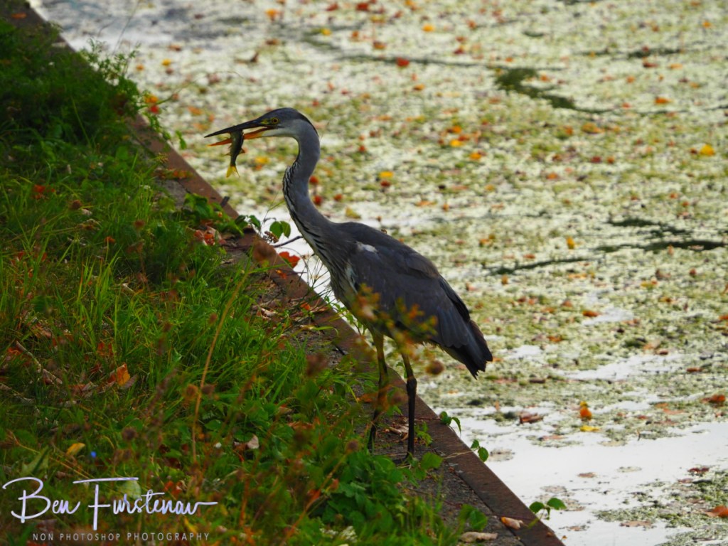 Zwolle. Overijssel, Holland