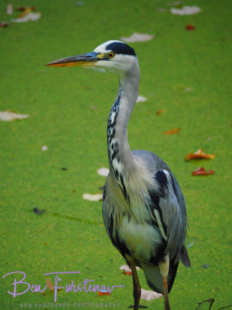 Zwolle. Overijssel, Holland