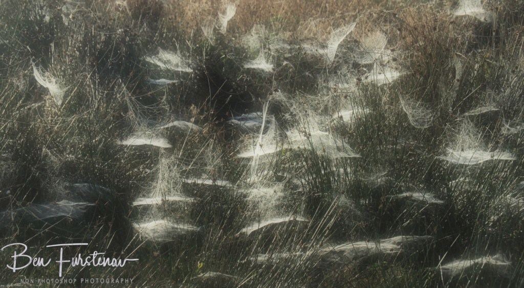 Hamburg, Pinneberg, Schleswig-Holstein,Hamburg, Germany