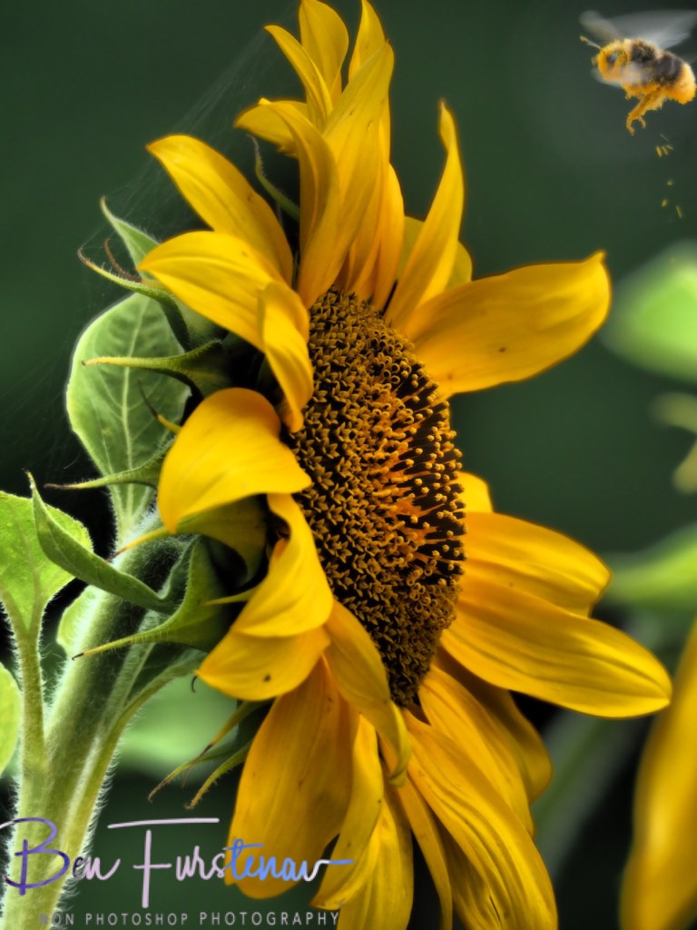 Hamburg, Pinneberg, Schleswig-Holstein,Hamburg, Germany