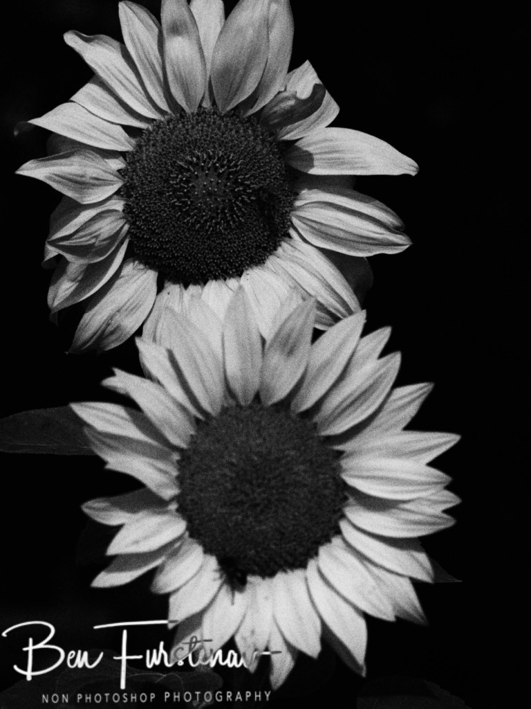 Hamburg, Pinneberg, Schleswig-Holstein,Hamburg, Germany