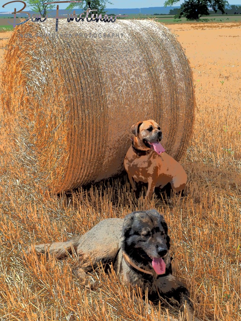 Oschersleben, Bode, Germany
