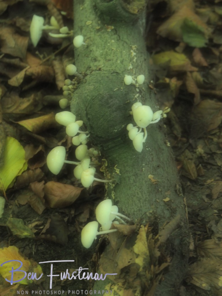 Landgood Elswout Overveen, Amsterdam, Holland, Europe