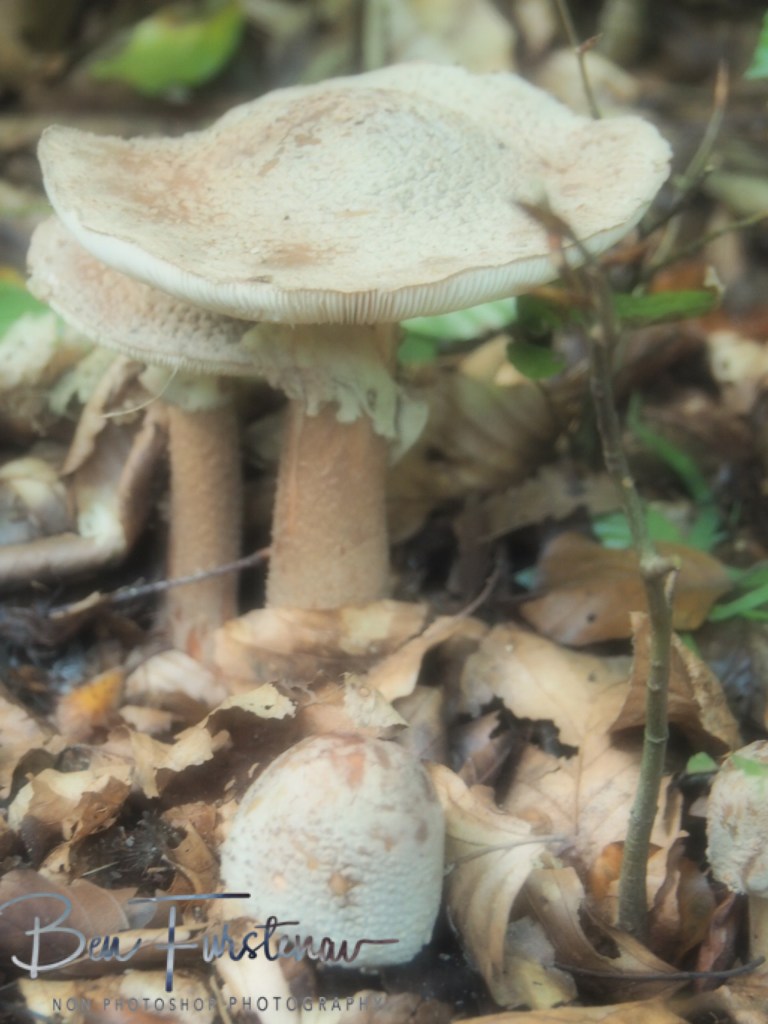 Landgood Elswout Overveen, Amsterdam, Holland, Europe