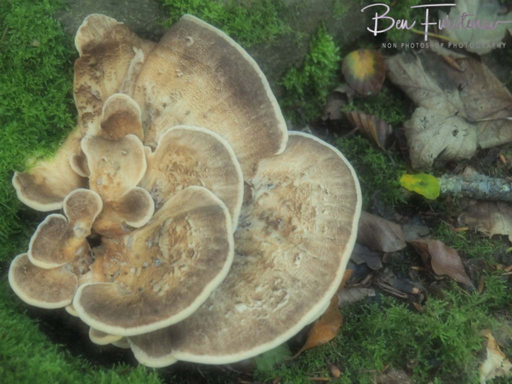 Landgood Elswout Overveen, Amsterdam, Holland, Europe