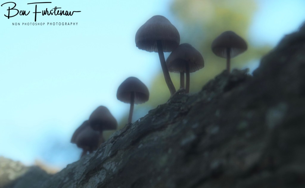 Landgood Elswout Overveen, Amsterdam, Holland, Europe