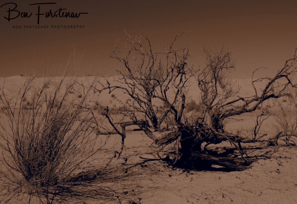 Sahara Desert, Douz, Tunisia, Africa