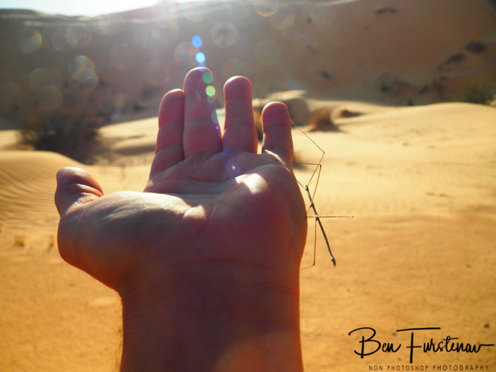 Sahara Desert, Douz, Tunisia, Africa