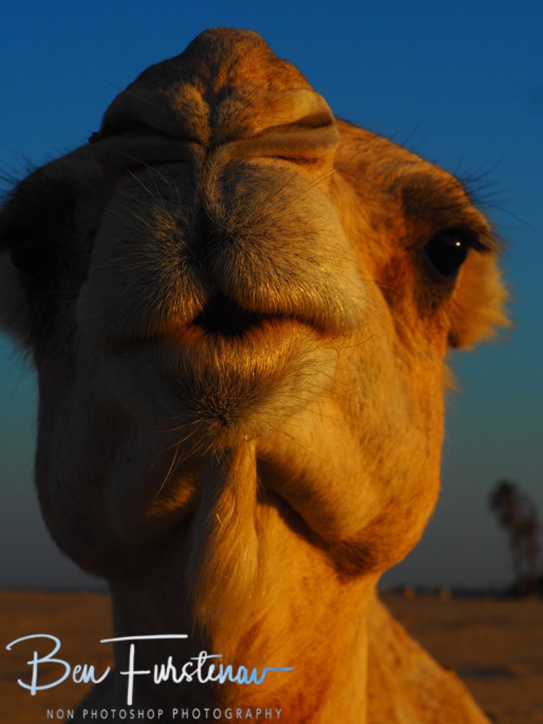 Sahara Desert, Douz, Tunisia, Africa