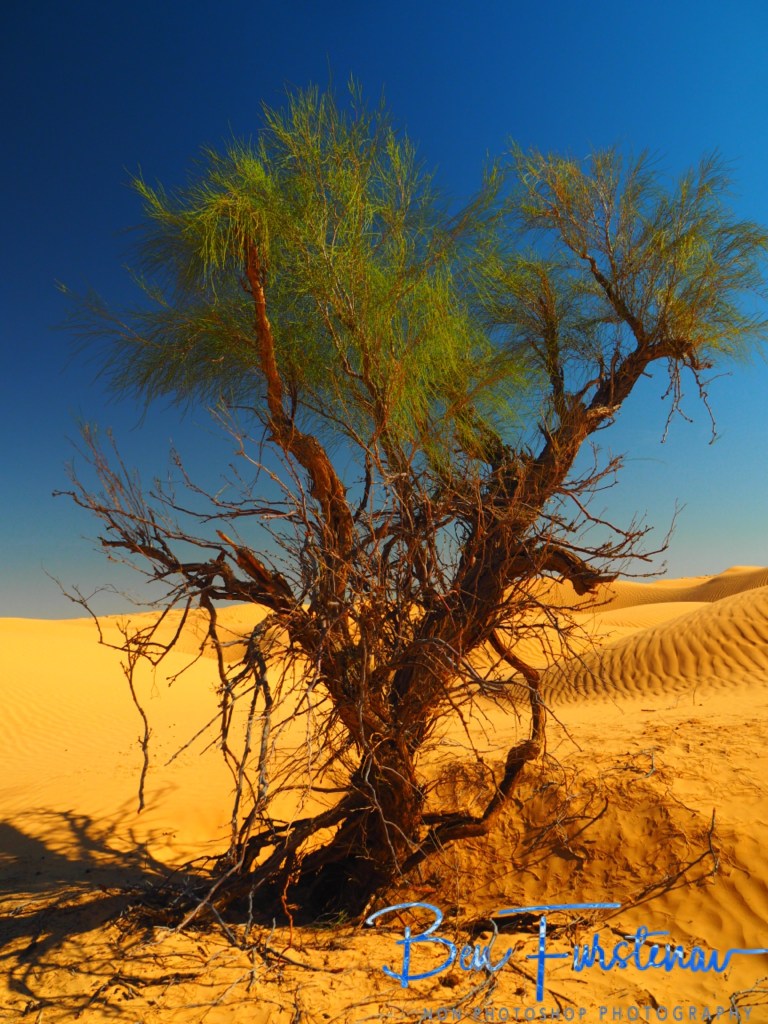 Sahara Desert, Douz, Tunisia, Africa