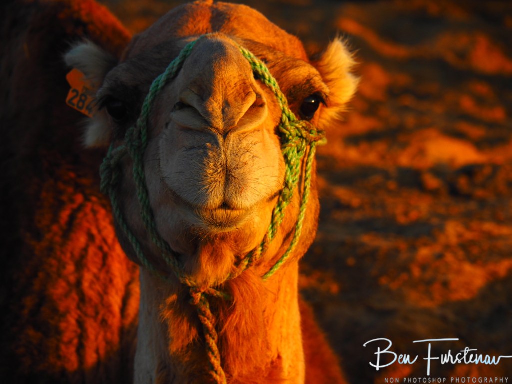 Sahara Desert, Douz, Tunisia, Africa