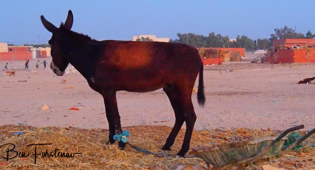 Sahara Desert, Douz, Tunisia, Africa