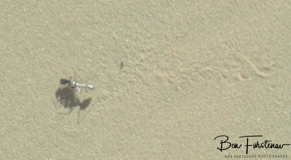 Sahara Desert, Douz, Tunisia, Africa