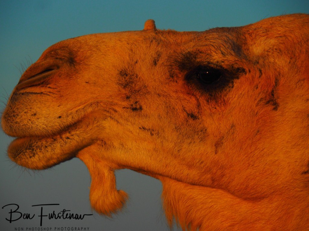 Sahara Desert, Douz, Tunisia, Africa