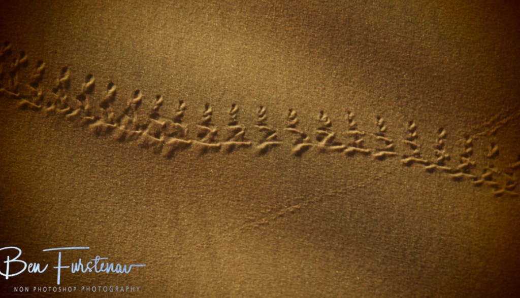 Sahara Desert, Douz, Tunisia, Africa