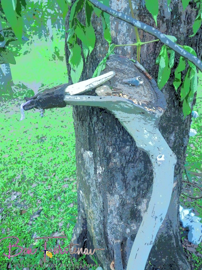 Valla, Northern New South Wales, Australia