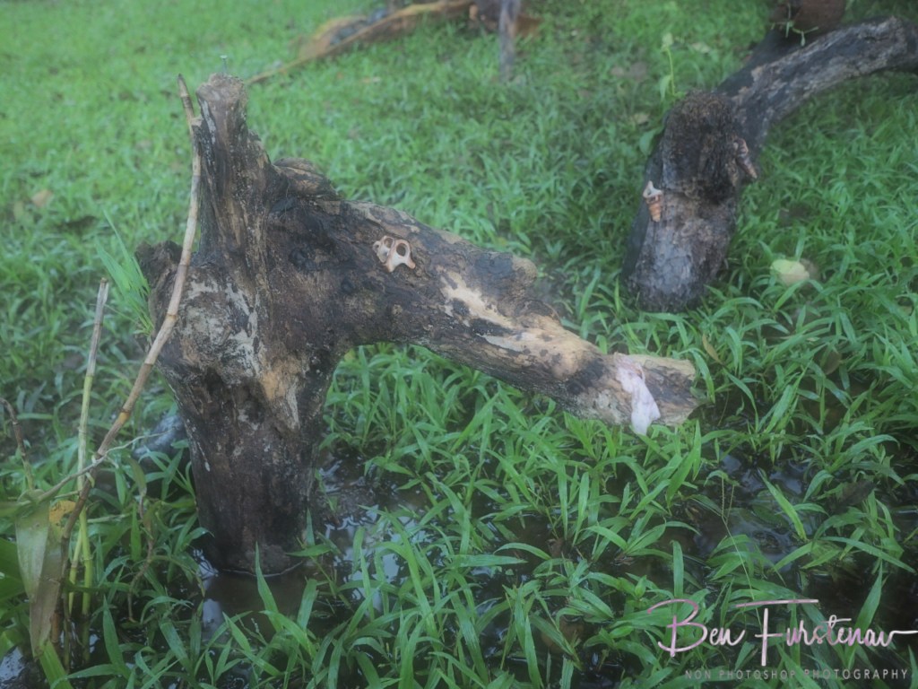 Valla, Northern New South Wales, Australia