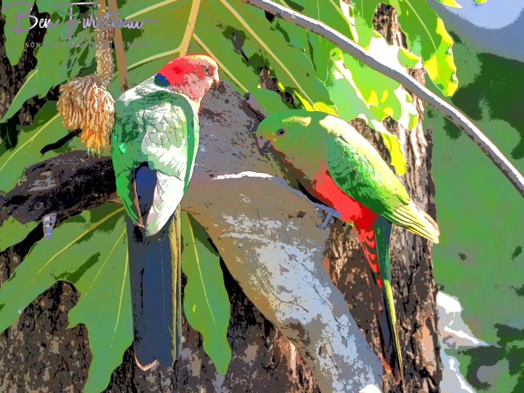 Valla, Northern New South Wales, Australia