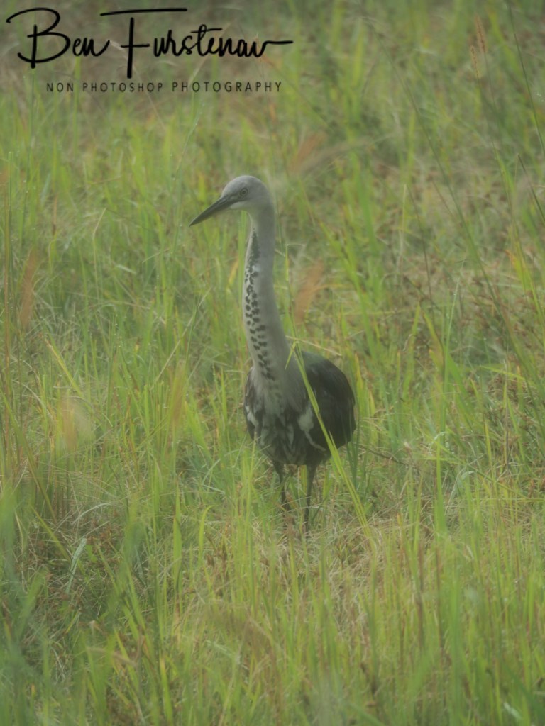 Valla, Northern New South Wales, Australia