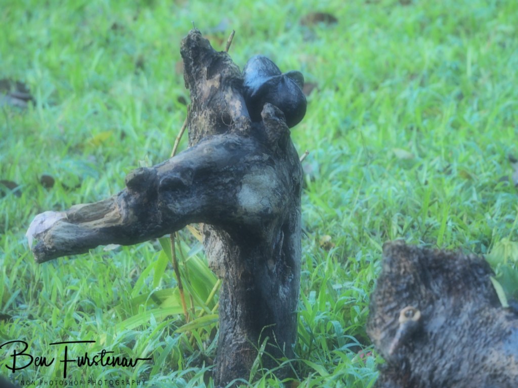 Valla, Northern New South Wales, Australia