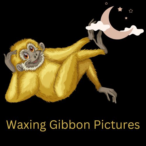 Waxing Gibbon Pictures