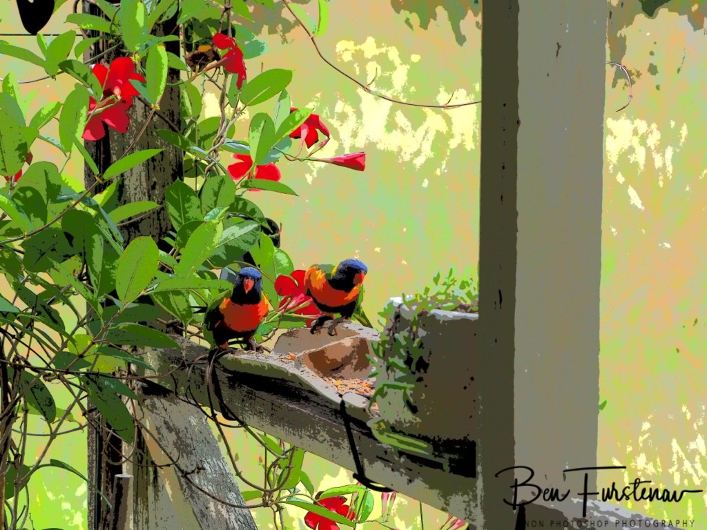 Valla, Northern New South Wales, Australia