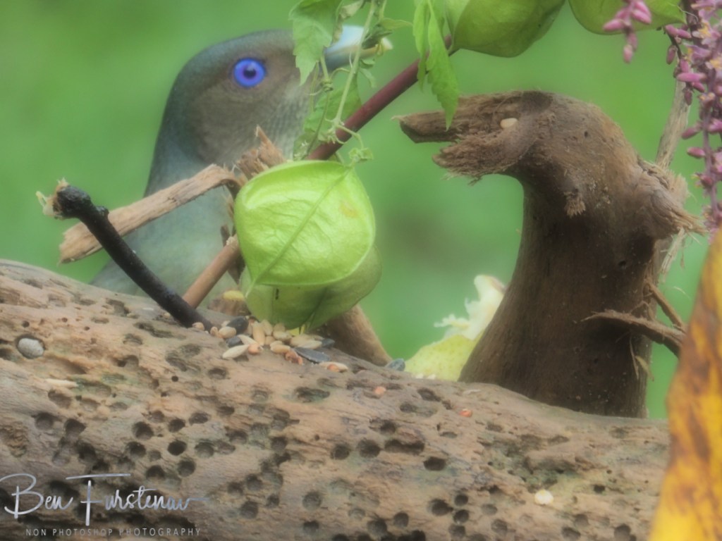 Valla, Northern New South Wales, Australia