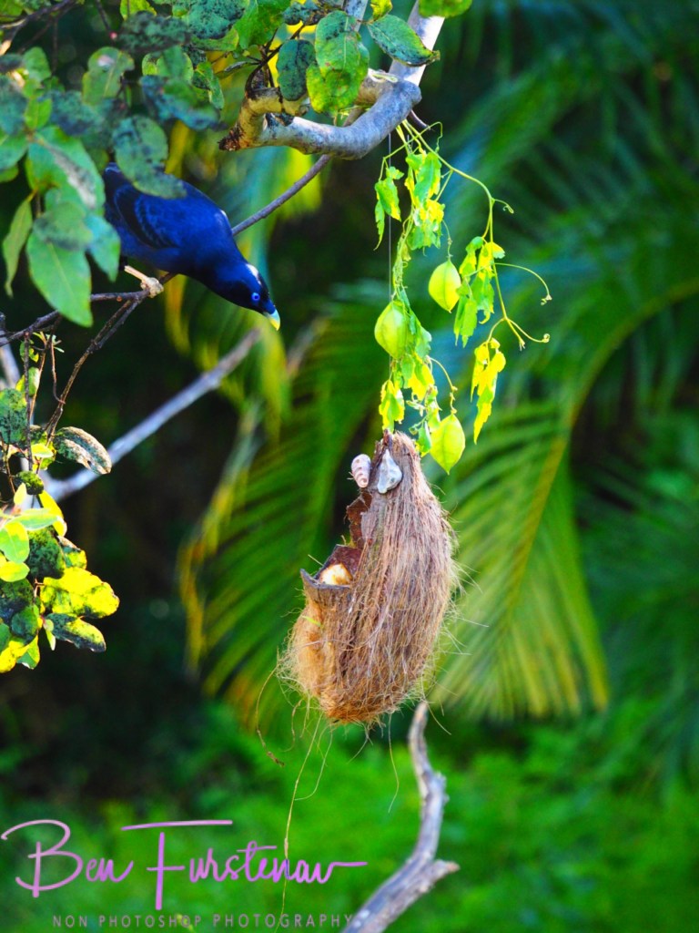 Valla, Northern New South Wales, Australia