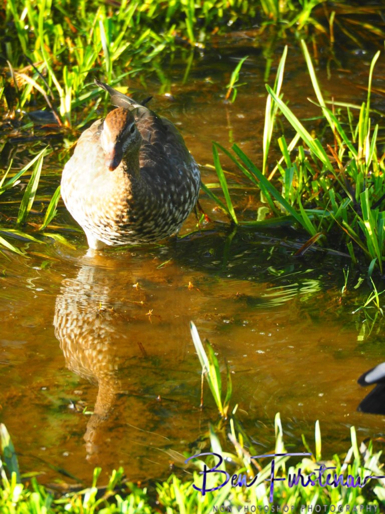 Valla, Northern New South Wales, Australia