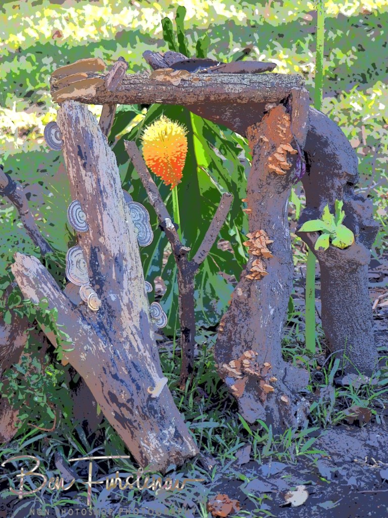 Valla, Northern New South Wales, Australia