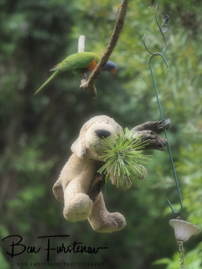 Valla, Northern New South Wales, Australia