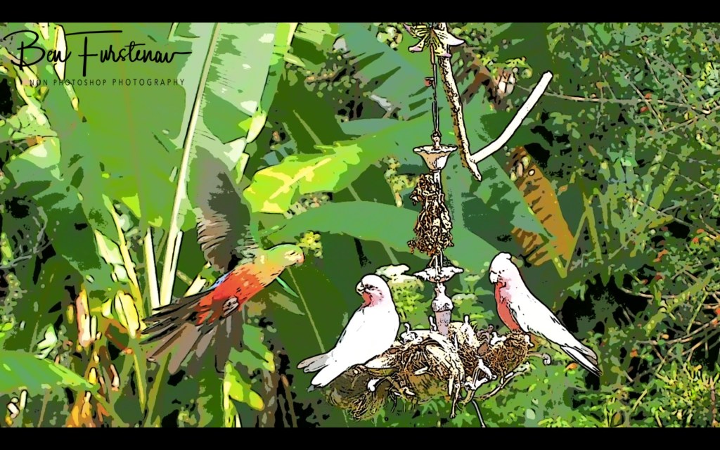 Valla, Northern New South Wales, Australia