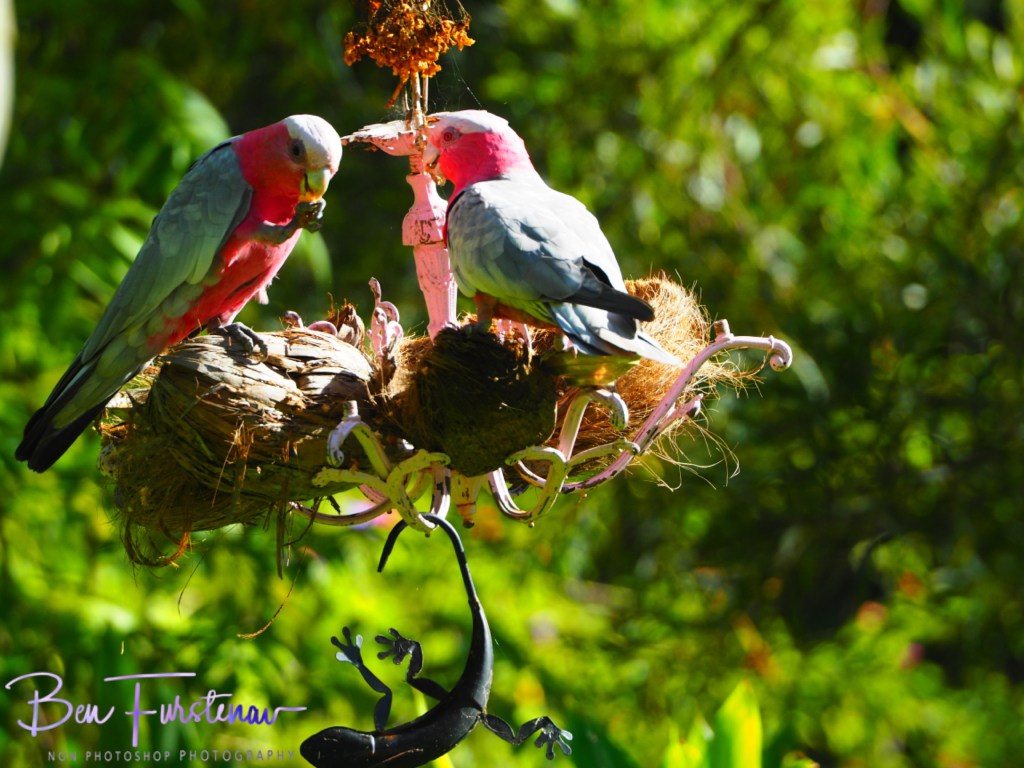 Valla, Northern New South Wales, Australia