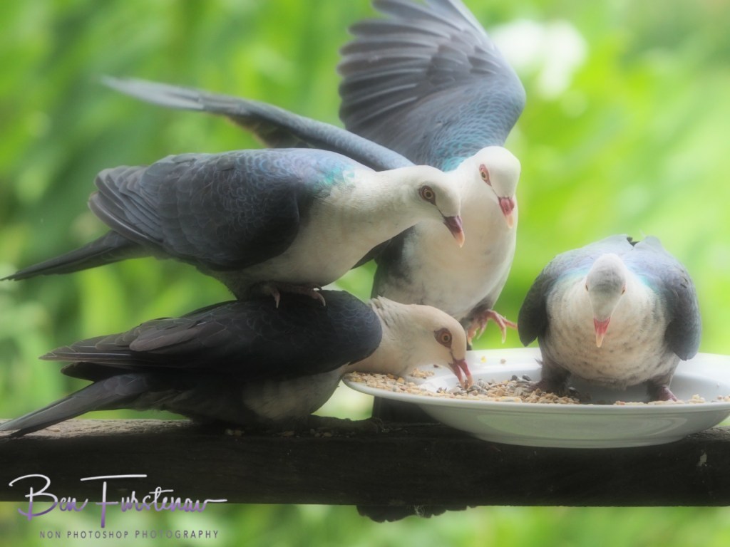 Valla, Northern New South Wales, Australia