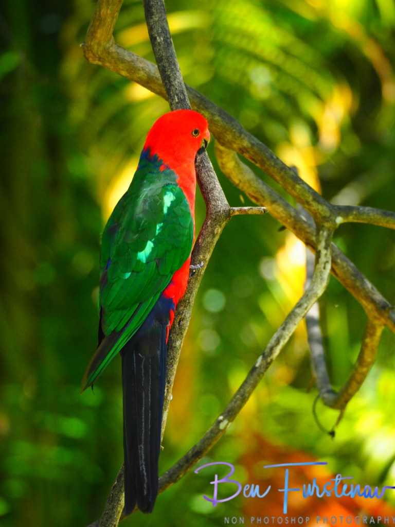 Valla, Northern New South Wales, Australia