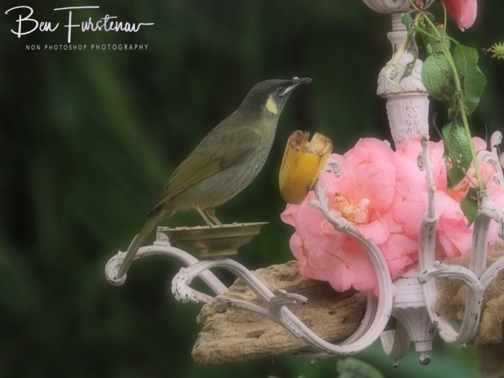 Valla, Northern New South Wales, Australia