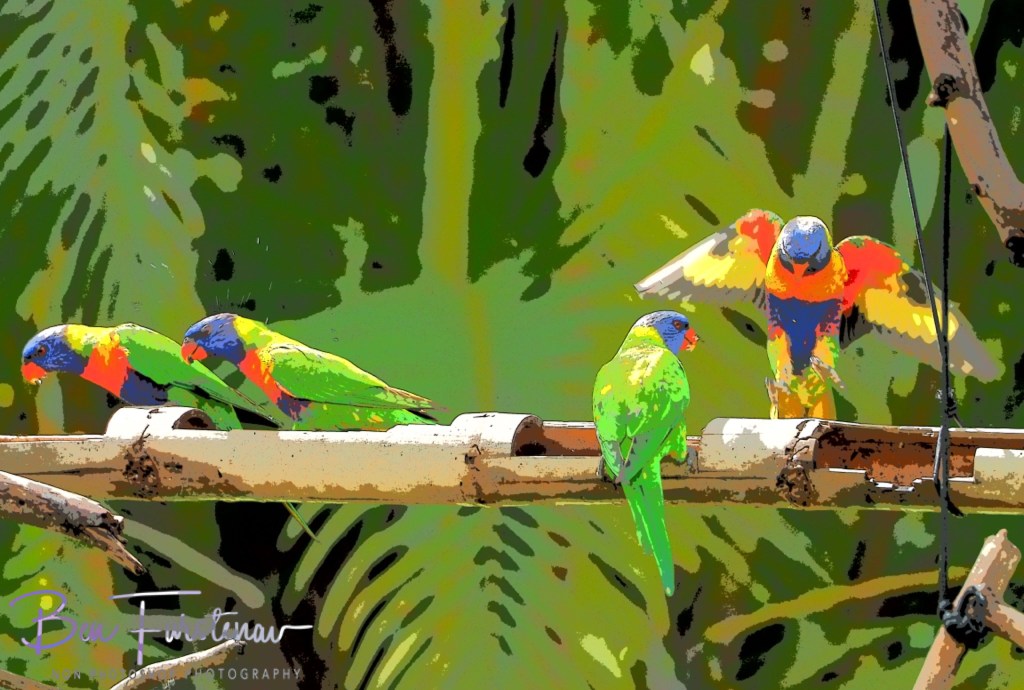 Valla, Northern New South Wales, Australia