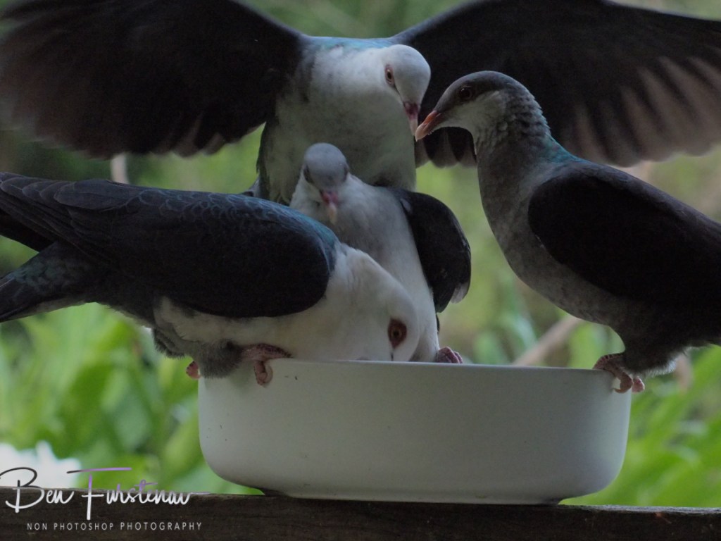 Valla, Northern New South Wales, Australia