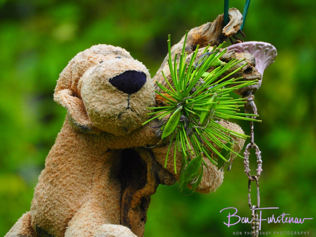 Valla, Northern New South Wales, Australia