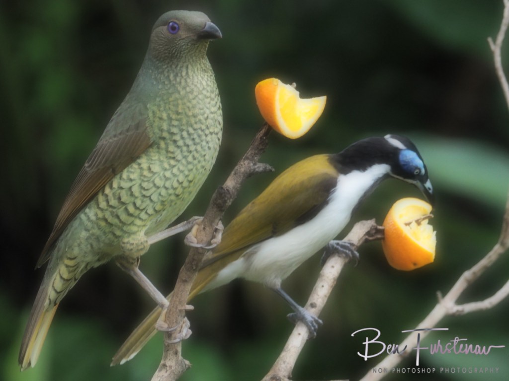 Valla, Northern New South Wales, Australia