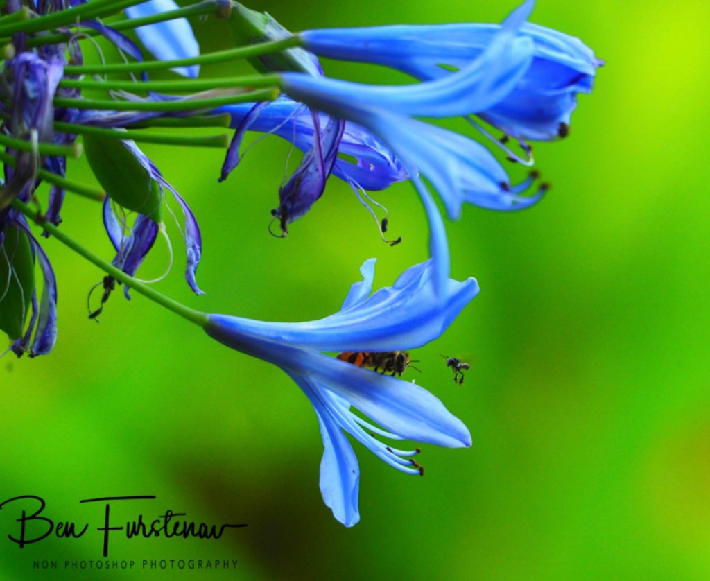 Valla, Northern New South Wales, Australia