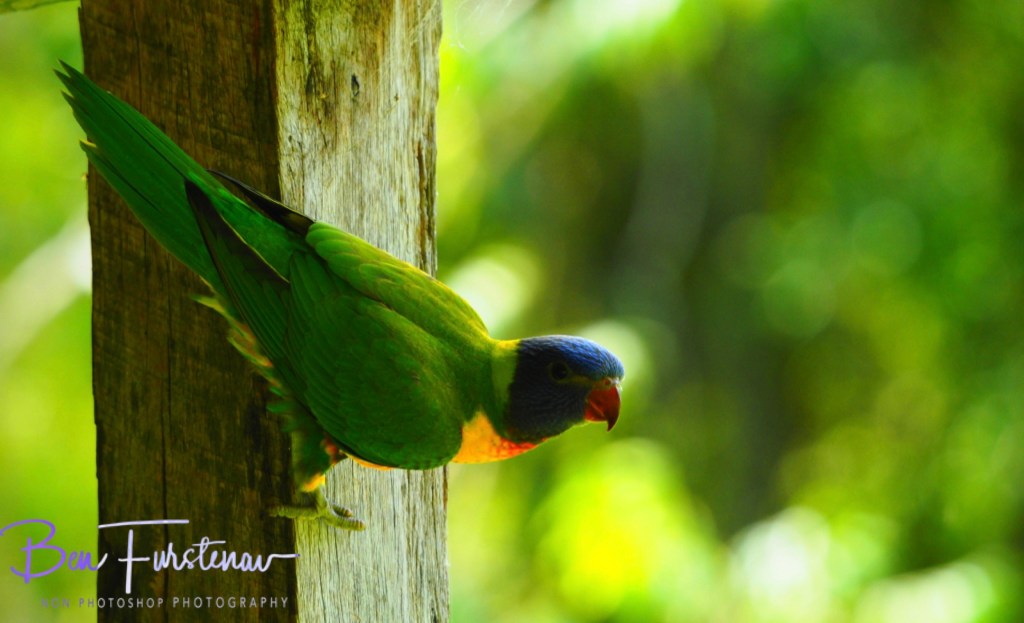 Valla, Northern New South Wales, Australia