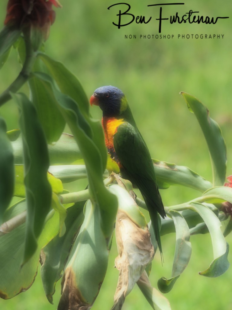 Valla, Northern New South Wales, Australia