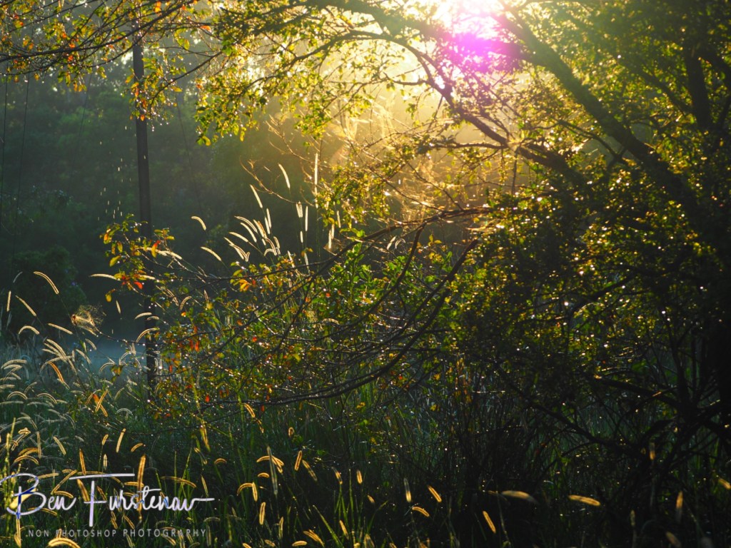Valla, Northern New South Wales, Australia