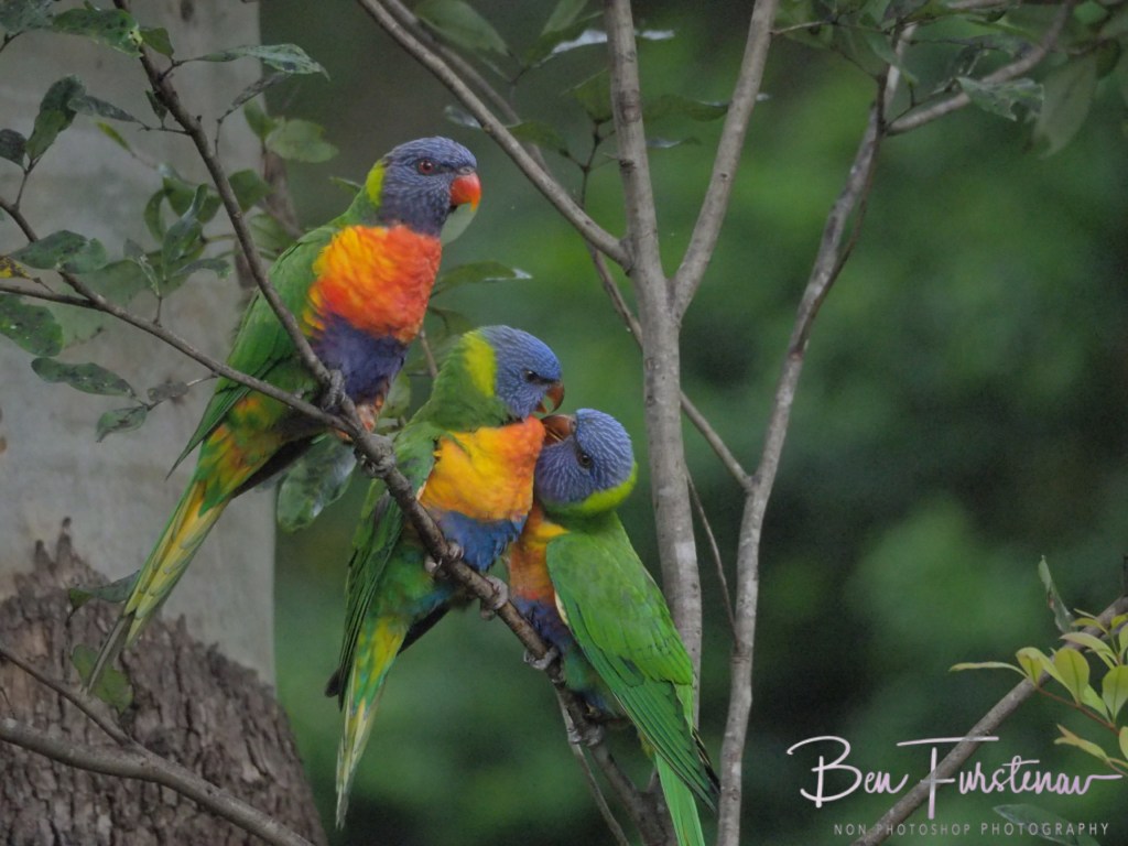 Valla, Northern New South Wales, Australia