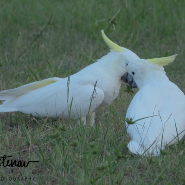 Laurieton, New South Wales Mid-Coast, Australia
