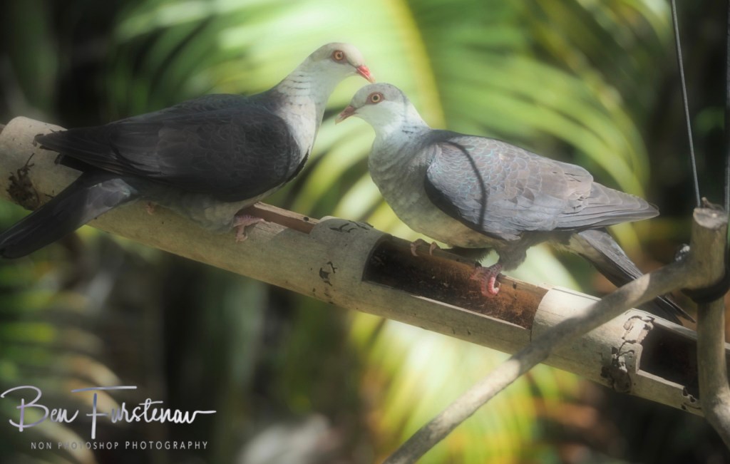 Laurieton, New South Wales Mid-Coast, Australia