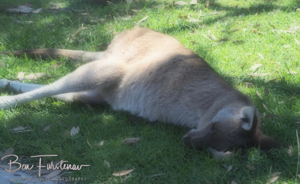 Laurieton, New South Wales Mid-Coast, Australia