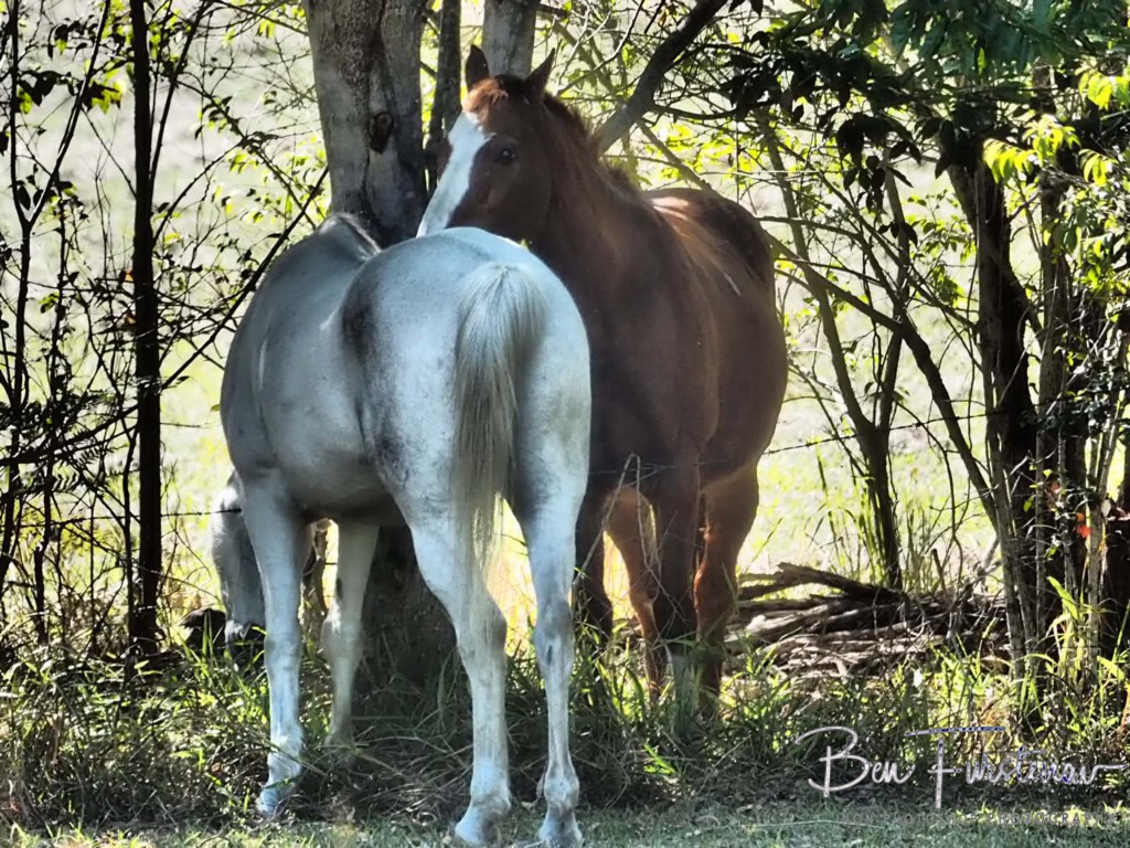 Valla, Northern New South Wales, Australia